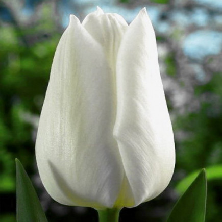 Тюльпан Триумф White Marvel