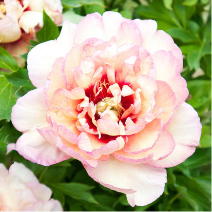 Півонія ІТО Callie's Memory