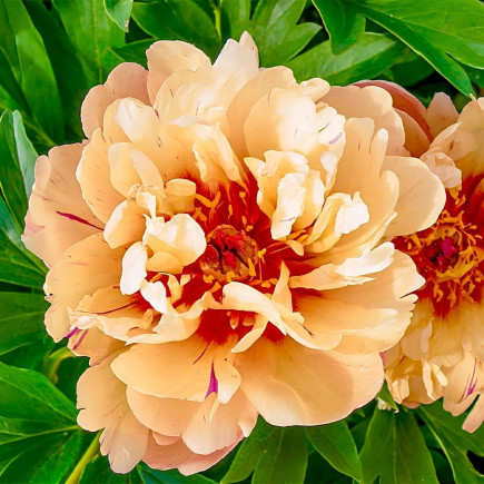 Півонія ІТО Candy Cane