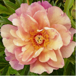 Півонія ІТО Enduring Rainbow