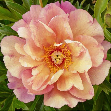 Півонія ІТО Enduring Rainbow