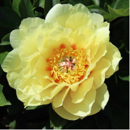 Півонія ІТО Garden Treasure