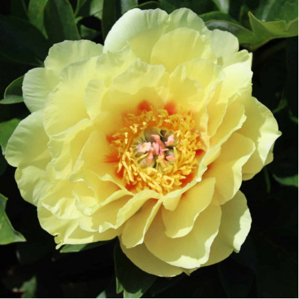 Півонія ІТО Garden Treasure