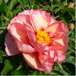 Півонія ІТО Old Rose Dandy