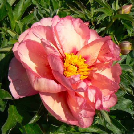 Півонія ІТО Old Rose Dandy