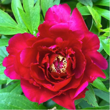 Півонія ІТО Scarlet Heaven