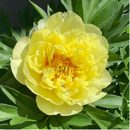 Півонія ІТО Smith Family Yellow