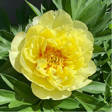 Півонія ІТО Smith Family Yellow