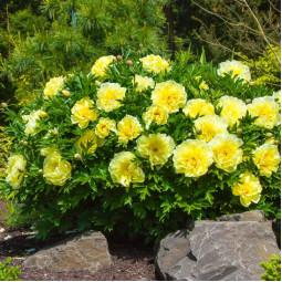 Півонія ІТО Smith Family Yellow