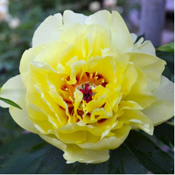 Півонія ІТО Yellow Waterlily
