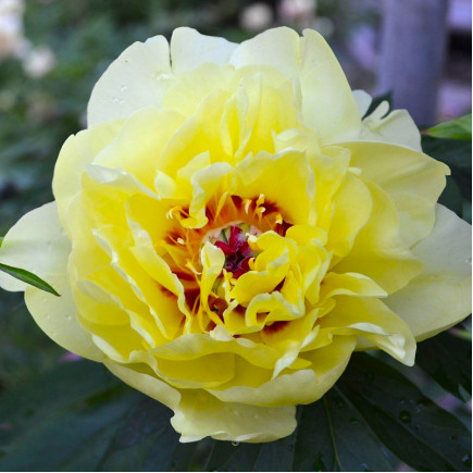 Півонія ІТО Yellow Waterlily
