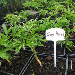 Півонія трав'яниста Gay Paree (контейнер 1 л)