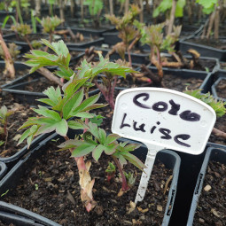 Півонія ІТО Cora Louise (контейнер 3 л)