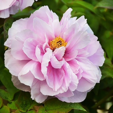 Півонія Peachblossom Covered with Snow Xue Ying Tao Hua