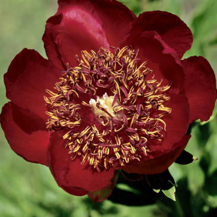 Півонія Mahogany