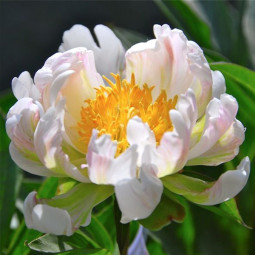 Півонія трав'яниста Green Lotus (контенер 1 л)