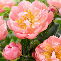 Півонія Pink Hawaiian Coral