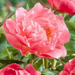 Півонія Pink Hawaiian Coral контейнер 1 л