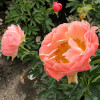 Півонія трав'яниста Coral Sunset (контейнер 1 л)