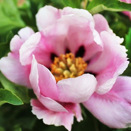 Піон Рока Fresh Pink