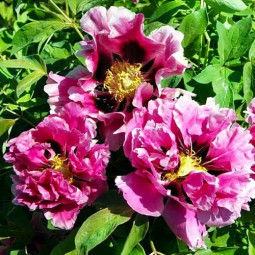 Піон Рока Full of Pink Flowers