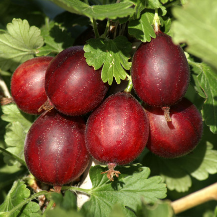 Крыжовник Кооператор