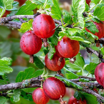 Аґрус Тіксія (Tixia)