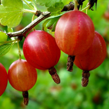 Аґрус Тясмін