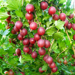 Аґрус Тясмін