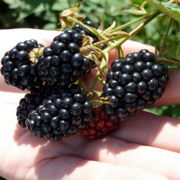 Ожина Чорний Діамант (Black Diamond) Ожина Чорний Діамант (Black Diamond)