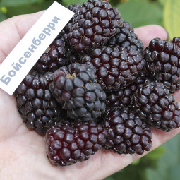 Ожиномалина Boysenberry (Бойсенберрі) Ожиномалина Boysenberry (Бойсенберрі)