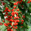 Ягоди Годжі Big Berry (Біг Беррі) контейнер 0.5 л