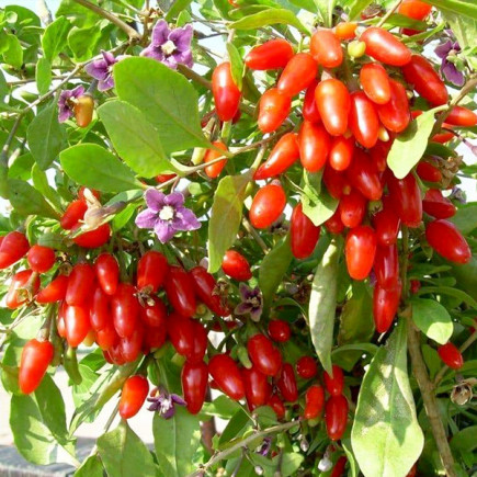 Ягоди Годжі Delikate Best (Делікат Бест) контейнер 0.5 л