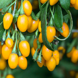 Ягоди Годжі Golden Berry (Голден Беррі) контейнер 0.5 л