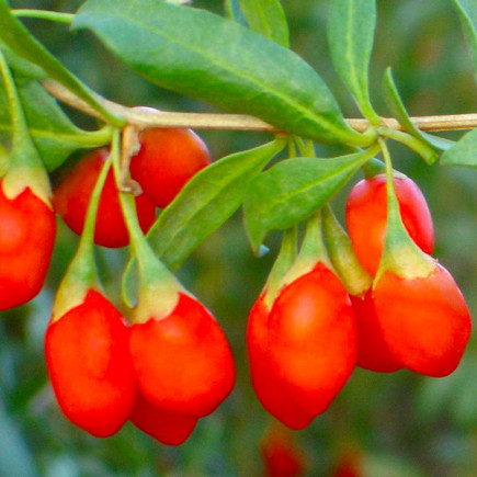 Ягоди Годжі Jardin Q1 контейнер 0.5 л