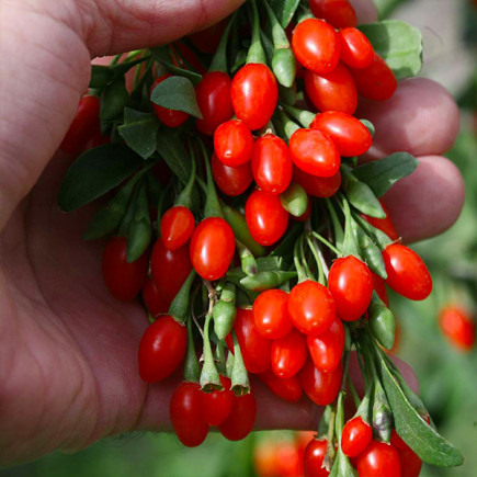 Ягоди Годжі Sweet Lifeberry (Світ Лайфберрі) контейнер 0.5 л