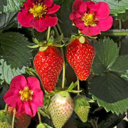 Клубника Чаровница