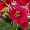 Клубника Махровоцветущая Rose
