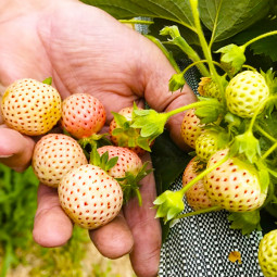 Клубника Fragola Bianca