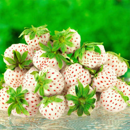 Клубника Ананасовая Ягода (Pineapple Berry)