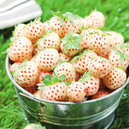 Клубника Ананасовая Ягода (Pineapple Berry)