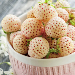 Клубника (земляника) Пайнберри (Pineberry)