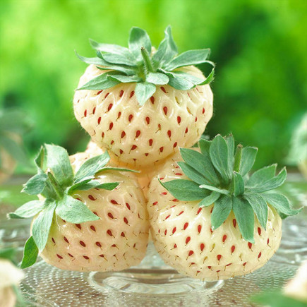 Клубника (земляника) Пайнберри (Pineberry)