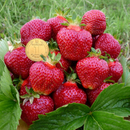 Полуниця Хоней (Honey) контейнер 0.5 л