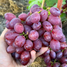 Виноград Зоренька