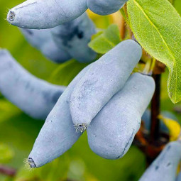 Жимолость Сильгінка