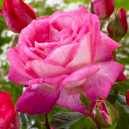 Троянда чайно-гібридна Роз Гожар (Rose Gaujard)