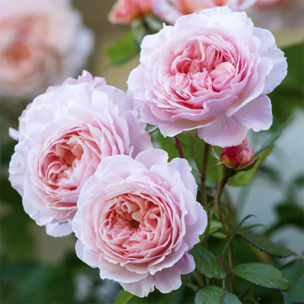 Троянда англійська Е Шропшир Лед (A Shropshire Lad)