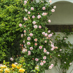 Троянда англійська Е Шропшир Лед (A Shropshire Lad)