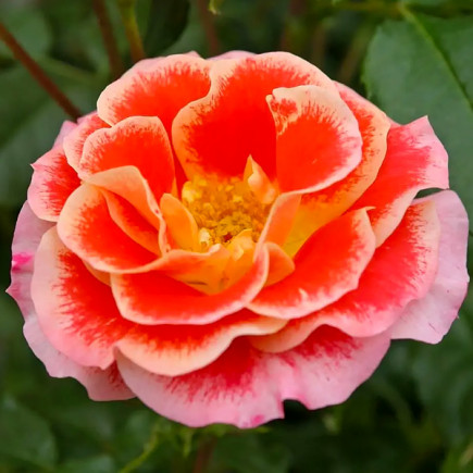 Троянда флорібунда Ейрбраш (Airbrush)